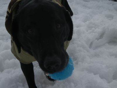 welina-dogpark