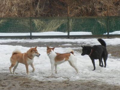 welina-dogpark