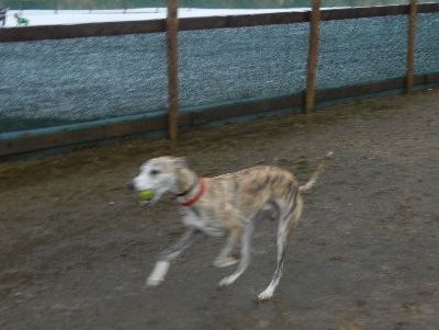 welina-dogpark