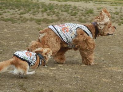 welina-dogpark