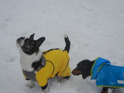 welina-dogpark