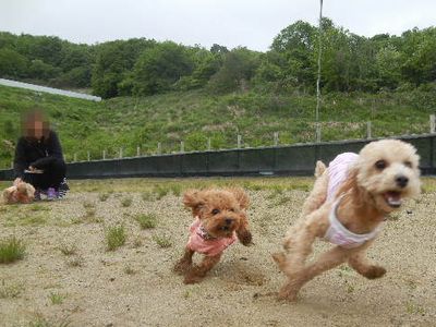 welina-dogpark