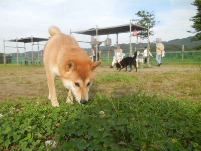 welina-dogpark