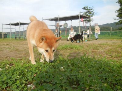 welina-dogpark