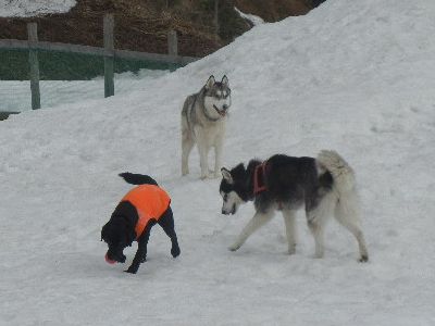 welina-dogpark