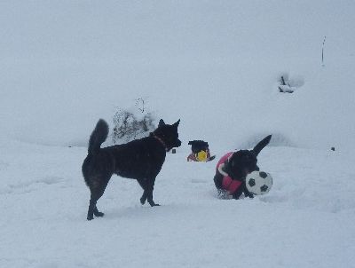 welina-dogpark