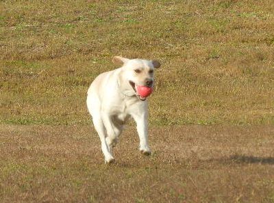 welina-dogpark