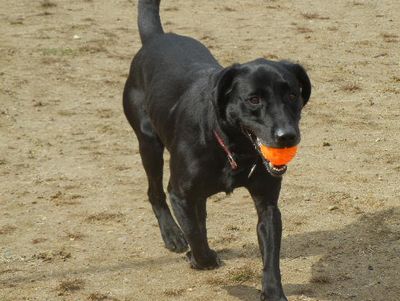 welina-dogpark