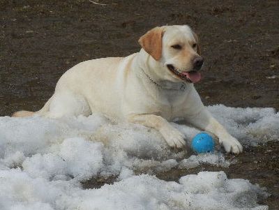 welina-dogpark