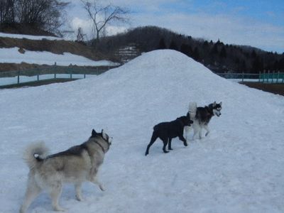 welina-dogpark