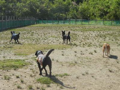 welina-dogpark