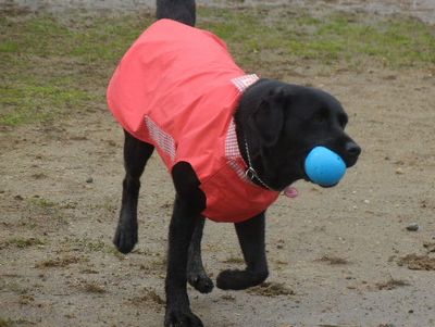 welina-dogpark