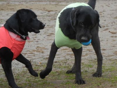 welina-dogpark