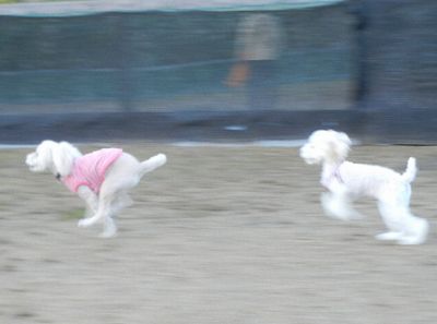 welina-dogpark