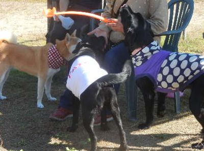 welina-dogpark