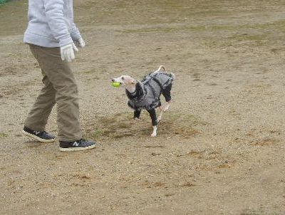 welina-dogpark