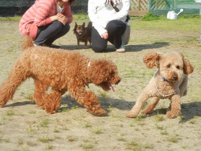 welina-dogpark