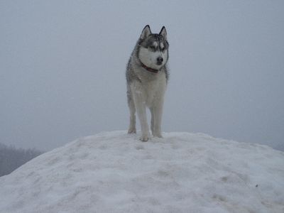 welina-dogpark