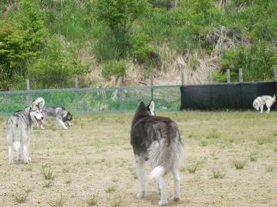 welina-dogpark