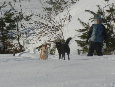 welina-dogpark