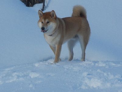 welina-dogpark