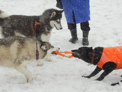 welina-dogpark