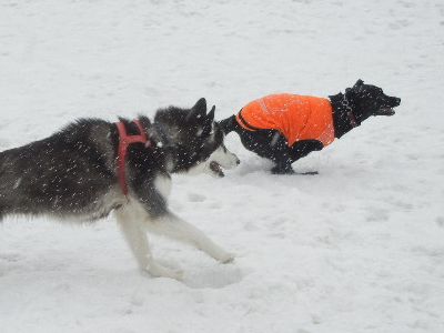 welina-dogpark