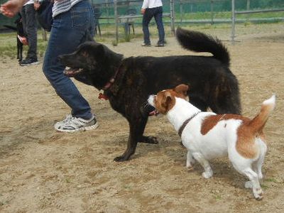 welina-dogpark