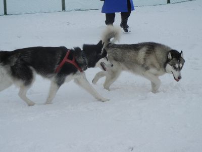 welina-dogpark