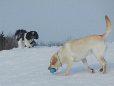 welina-dogpark