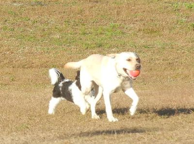 welina-dogpark