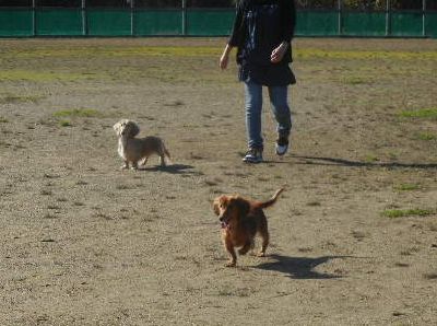 welina-dogpark