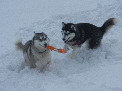 welina-dogpark
