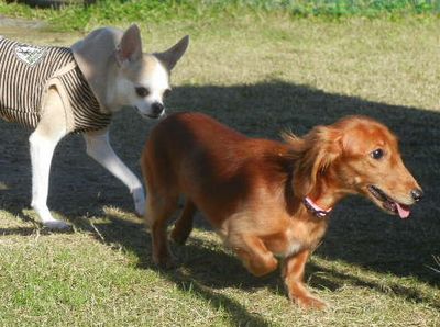 welina-dogpark