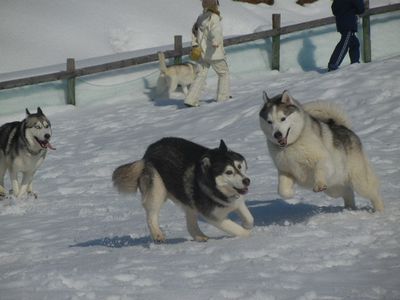 welina-dogpark