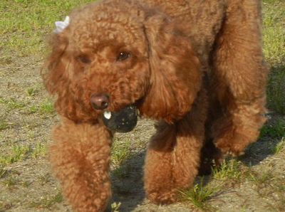 welina-dogpark