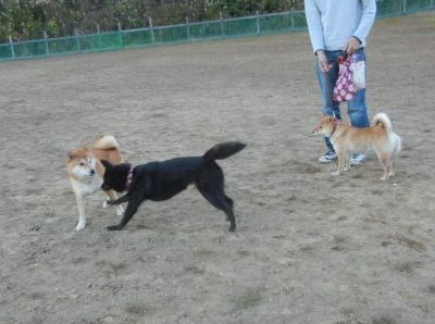 welina-dogpark