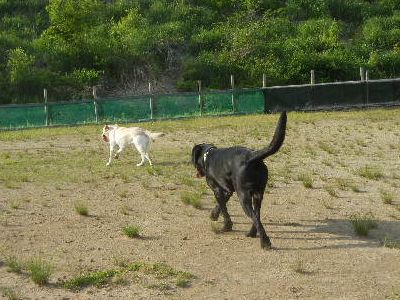 welina-dogpark