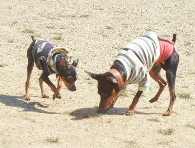 welina-dogpark