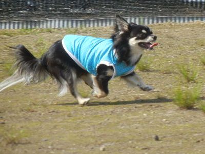 welina-dogpark