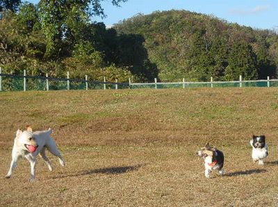 welina-dogpark