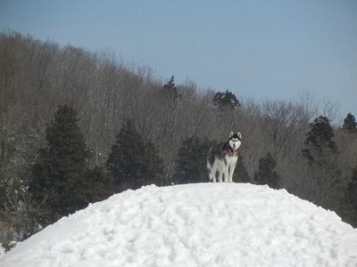 welina-dogpark