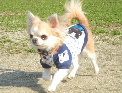 welina-dogpark
