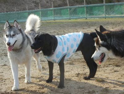 welina-dogpark