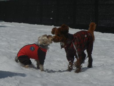 welina-dogpark