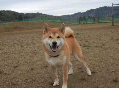 welina-dogpark