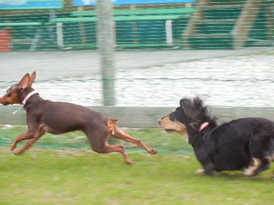 welina-dogpark