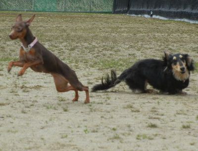 welina-dogpark