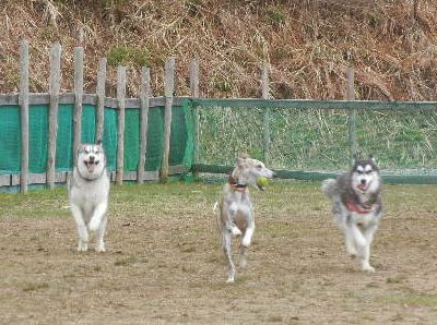 welina-dogpark