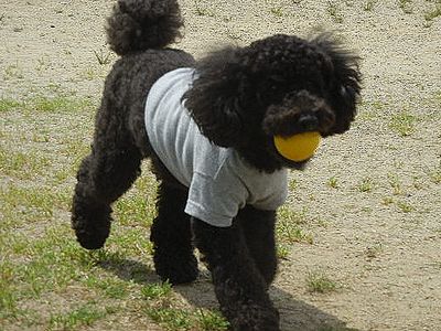 welina-dogpark